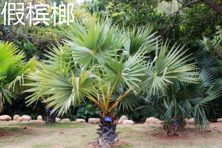 False areca nut