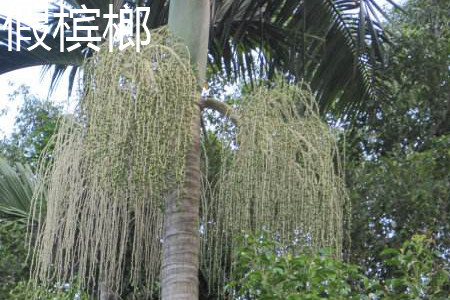 False areca flower jpg