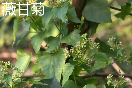 Mikania micrantha leaves jpg