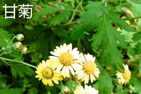 Chamomile leaves jpg