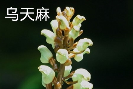 Gastrodia elata L jpg