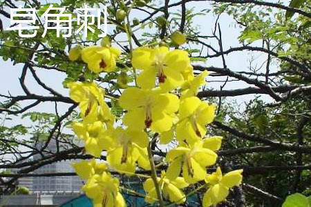 Gleditsia sinensis prickles leaves jpg