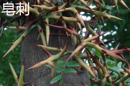 thorns on a honey locust