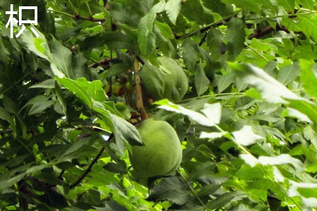 Trifoliate orange leaves jpg