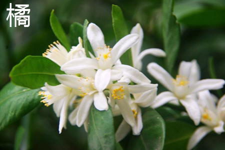 Orange blossom jpg