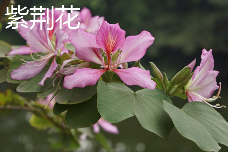 Bauhinia leaves jpg