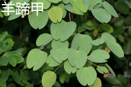 Bauhinia