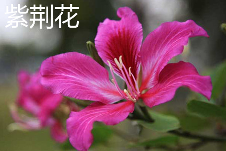 Bauhinia