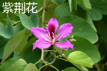 Bauhinia