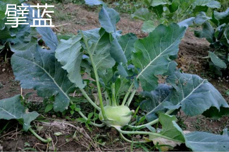 kohlrabi 