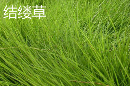 Zoysia japonica