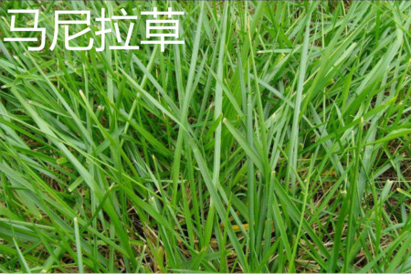 Manila grass