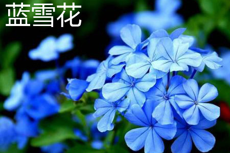 Plumbago Auriculata