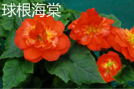 Begonia tuberous 