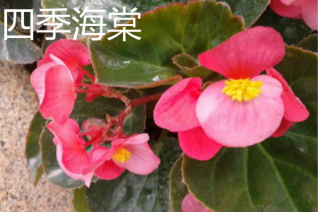 Begonia semperflorens