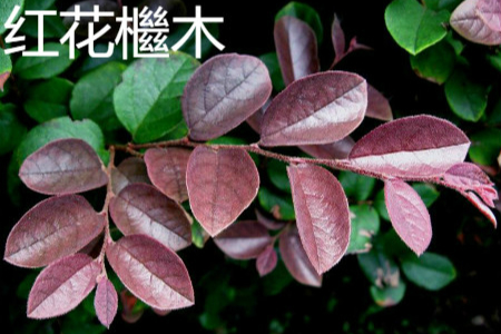 Redrlowered Loropetalum