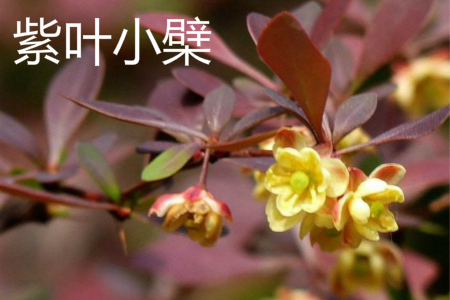 berberis thunbergii 