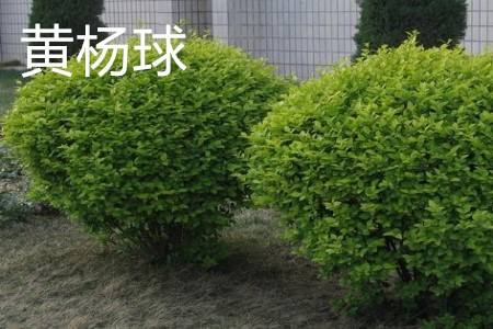 Boxwood ball