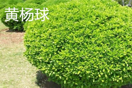 Boxwood ball