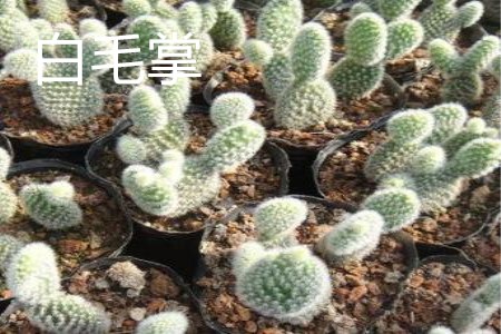 Opuntia microdasys var.albispina