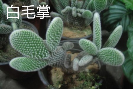 Opuntia microdasys var.albispina