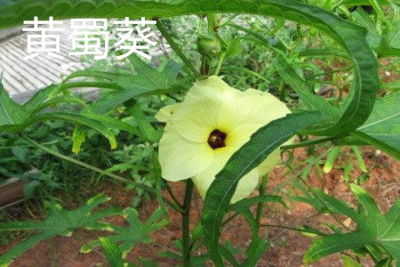 sunset muskmallow