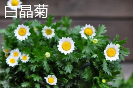 White crystal chrysanthemum plant jpg