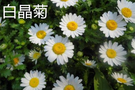 White crystal chrysanthemum plant jpg