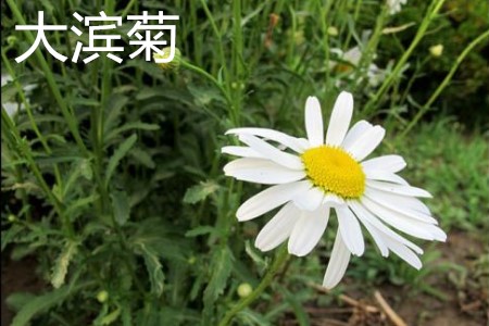 Daisy plant jpg