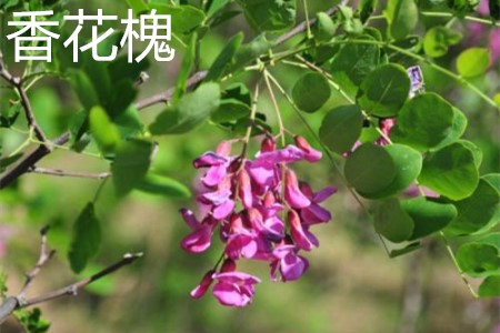 Robinia pseudoacacia