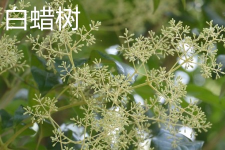 Ash tree, flower jpg