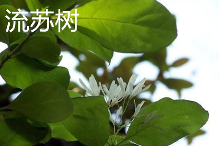 fringe tree