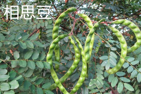 Acacia beans jpg