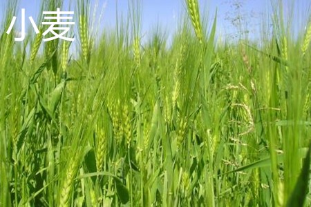 Wheat, plant jpg