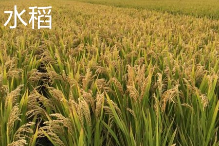 Rice, plant jpg