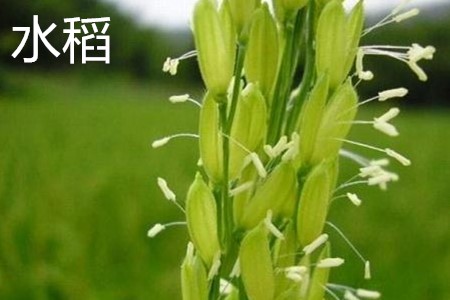 Rice, flowers jpg