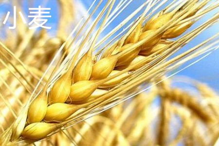 Wheat, fruit jpg