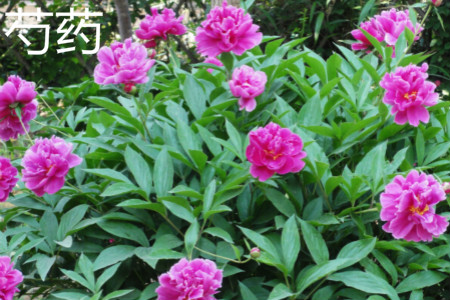 Chinese herbaceous peony