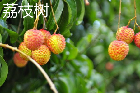 Litchi tree