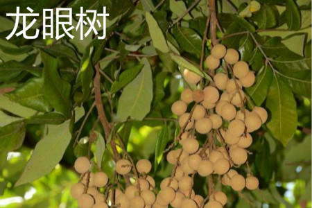 Longan tree