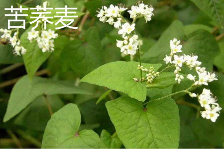 Tartary buckwheat