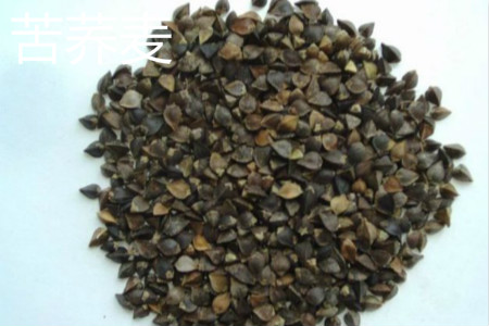 Tartary buckwheat