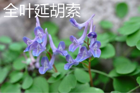 Corydalis repens 