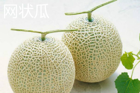 Reticulated melon