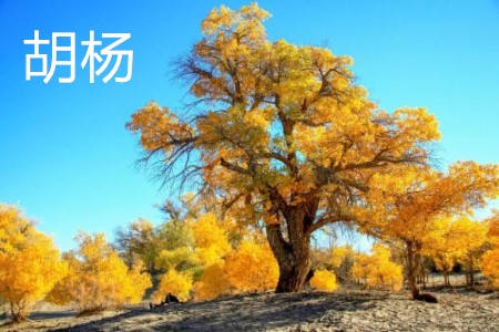 Populus euphratica