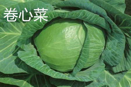 Cabbage