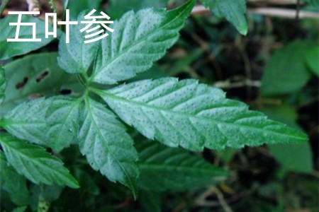 Five leaf ginseng