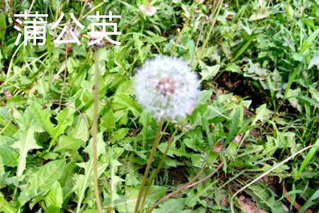 Dandelion