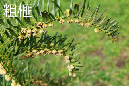 Torreya grandis