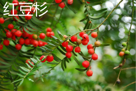 chinese yew